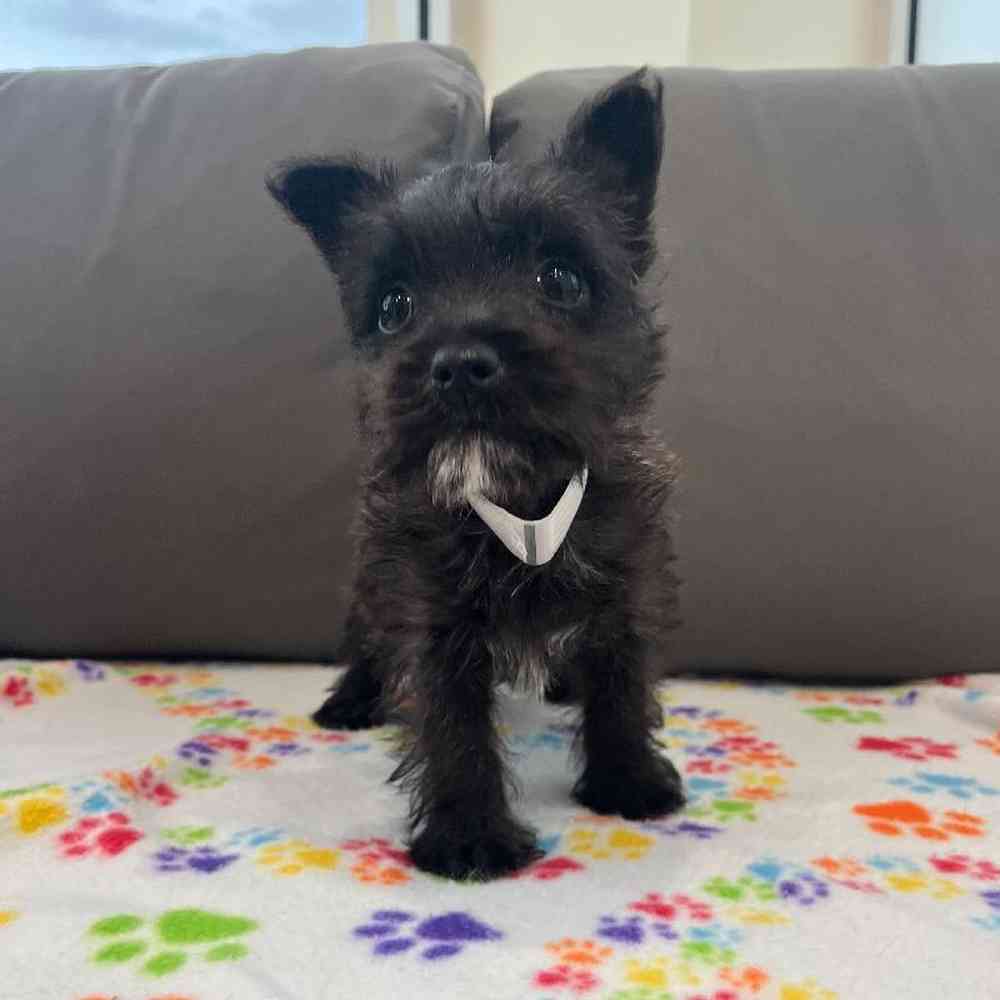 Female Cairn Terrier Puppy for Sale in Charlotte, NC