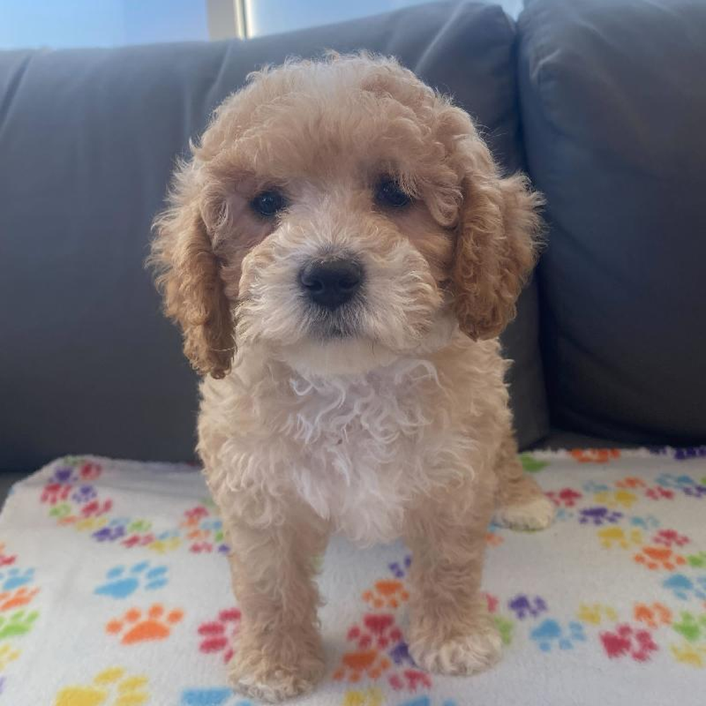 Male Cavapoo Puppy for Sale in Charlotte, NC