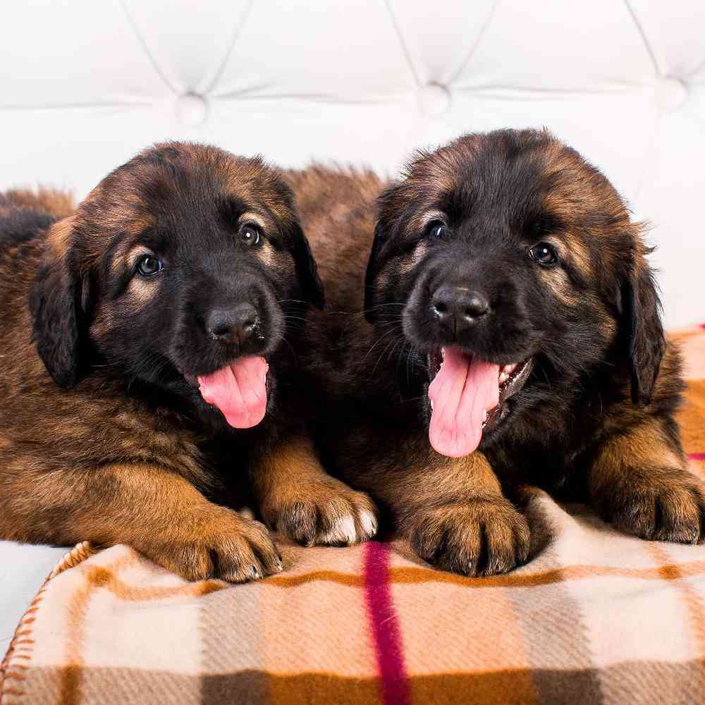 Leonbergers Puppies for Sale