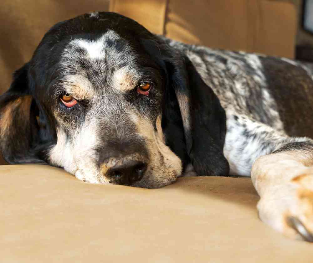 Bluetick Coonhound Puppies for Sale