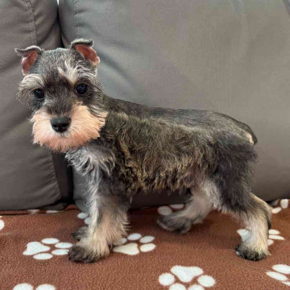 Male Mini Schnauzer Puppy for Sale in Charlotte, NC