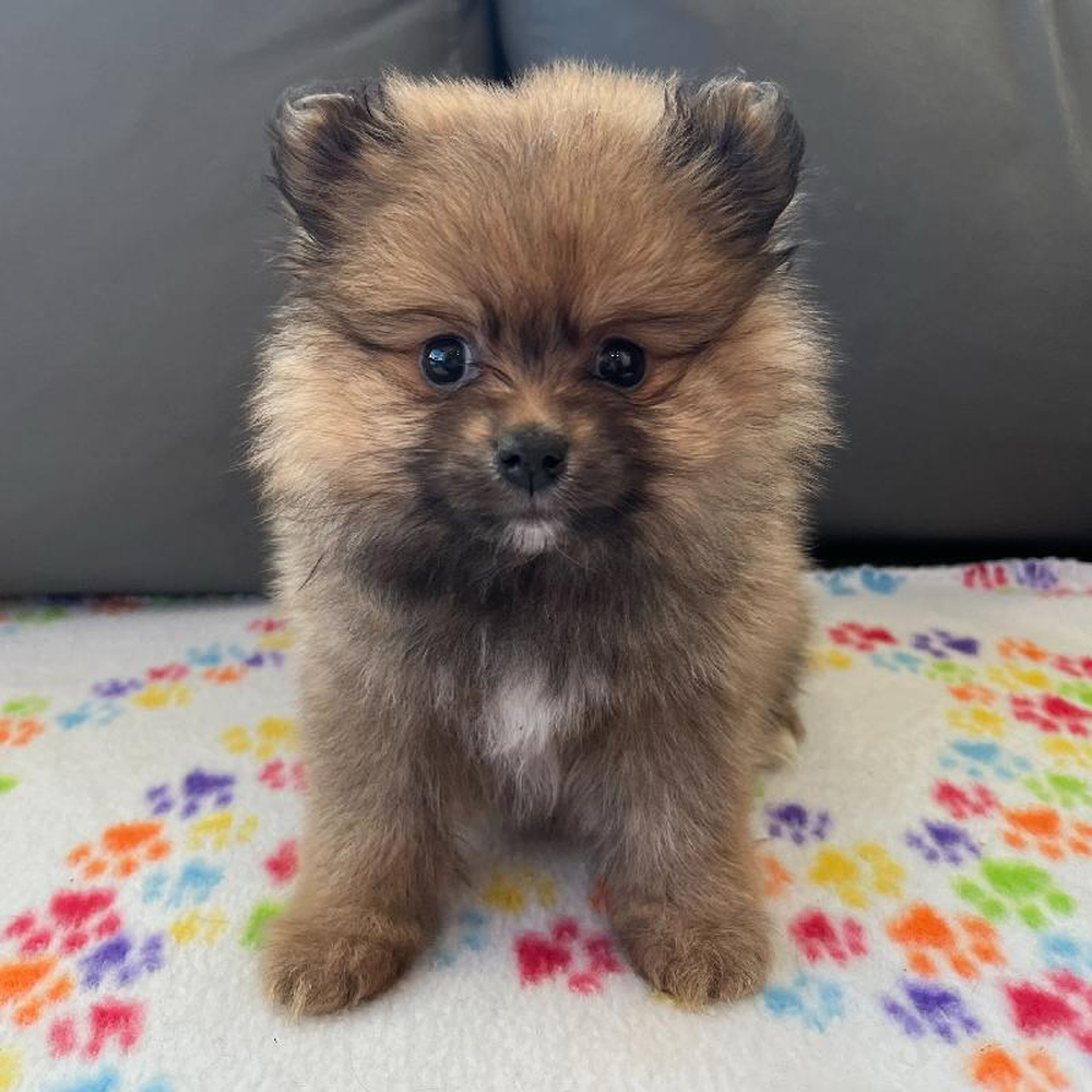 Male Pomeranian Puppy for Sale in Charlotte, NC