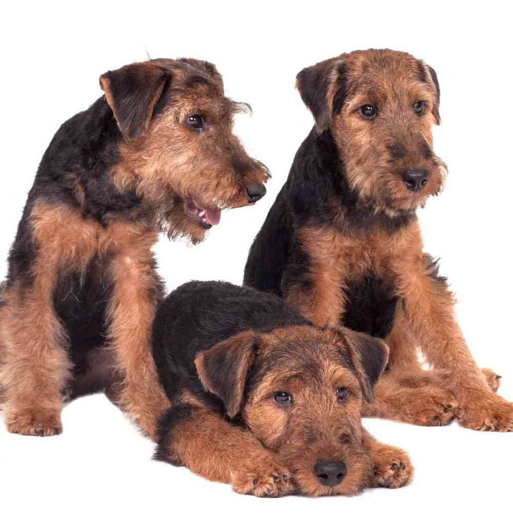 Welsh Terrier Puppies for Sale