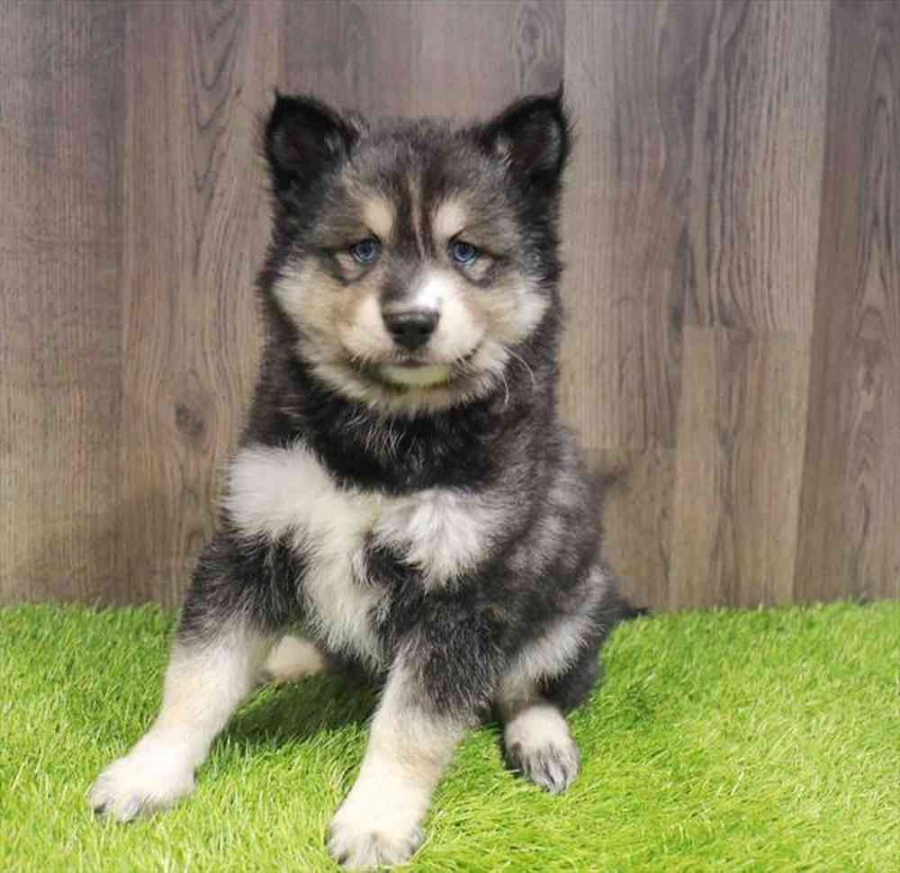 Pomsky 2nd Gen image