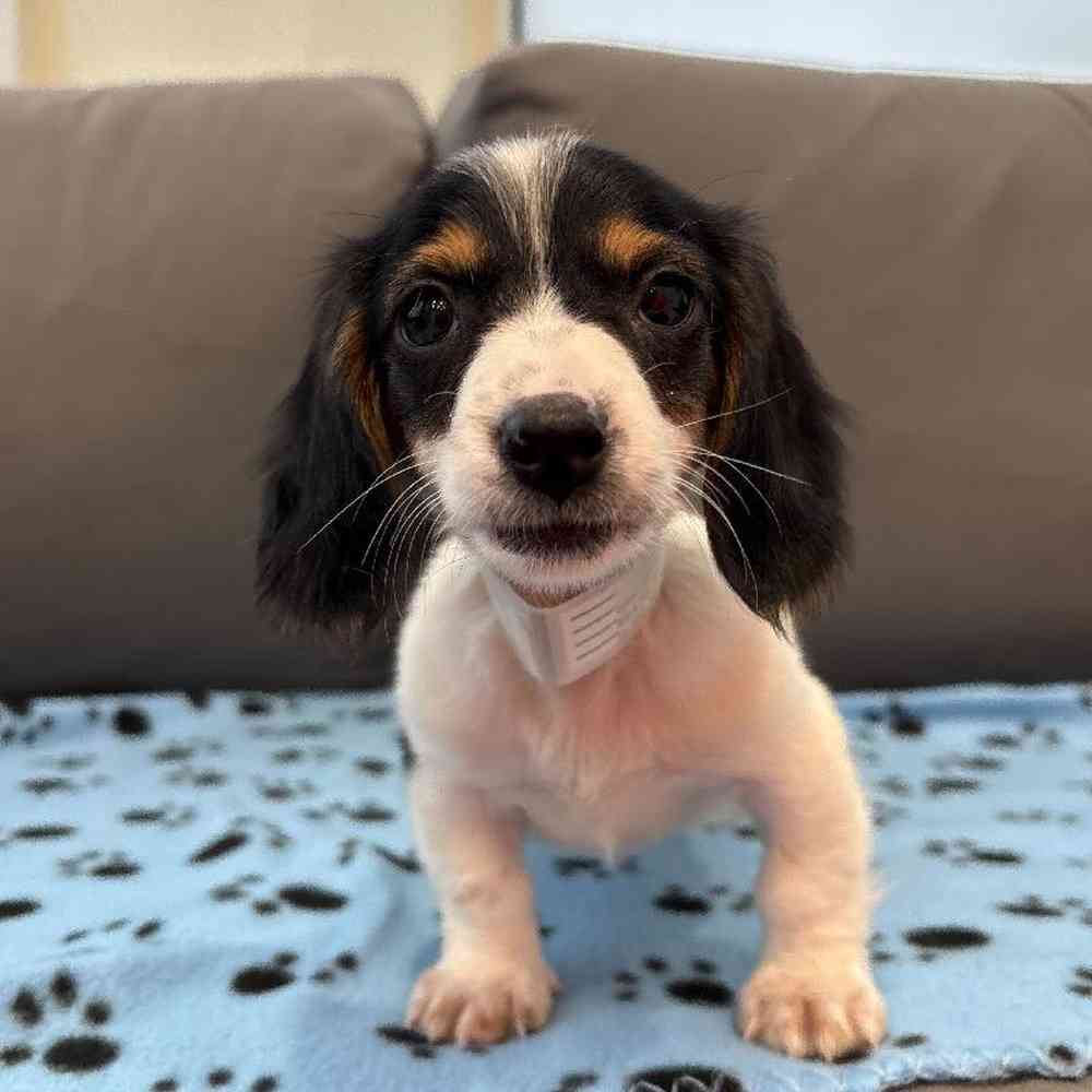 Male Dachshund Puppy for Sale in Charlotte, NC