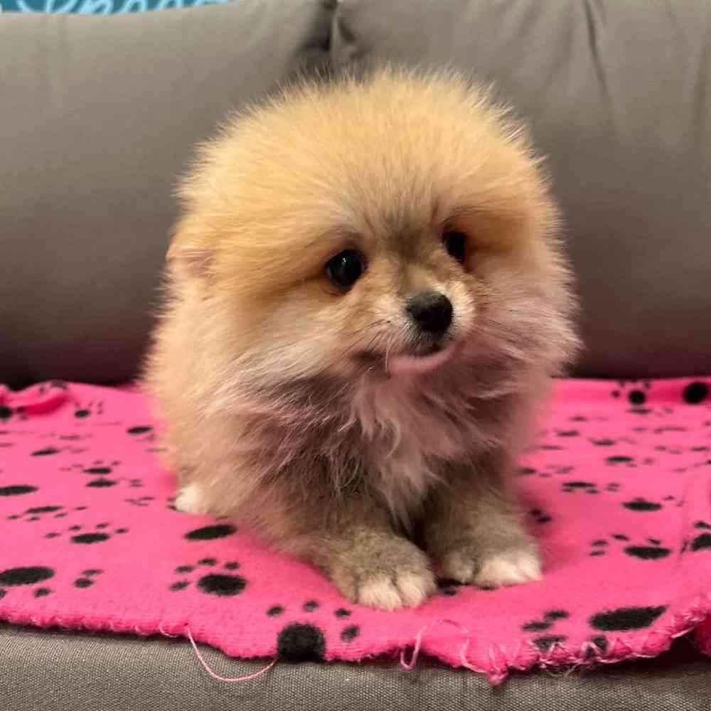 Male Pomeranian Puppy for Sale in Charlotte, NC