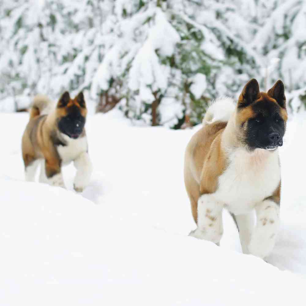 Akita Puppies for Sale