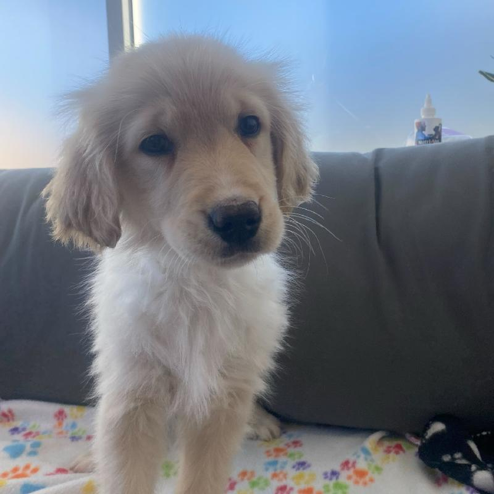 Male Golden Retriever Puppy for Sale in Charlotte, NC