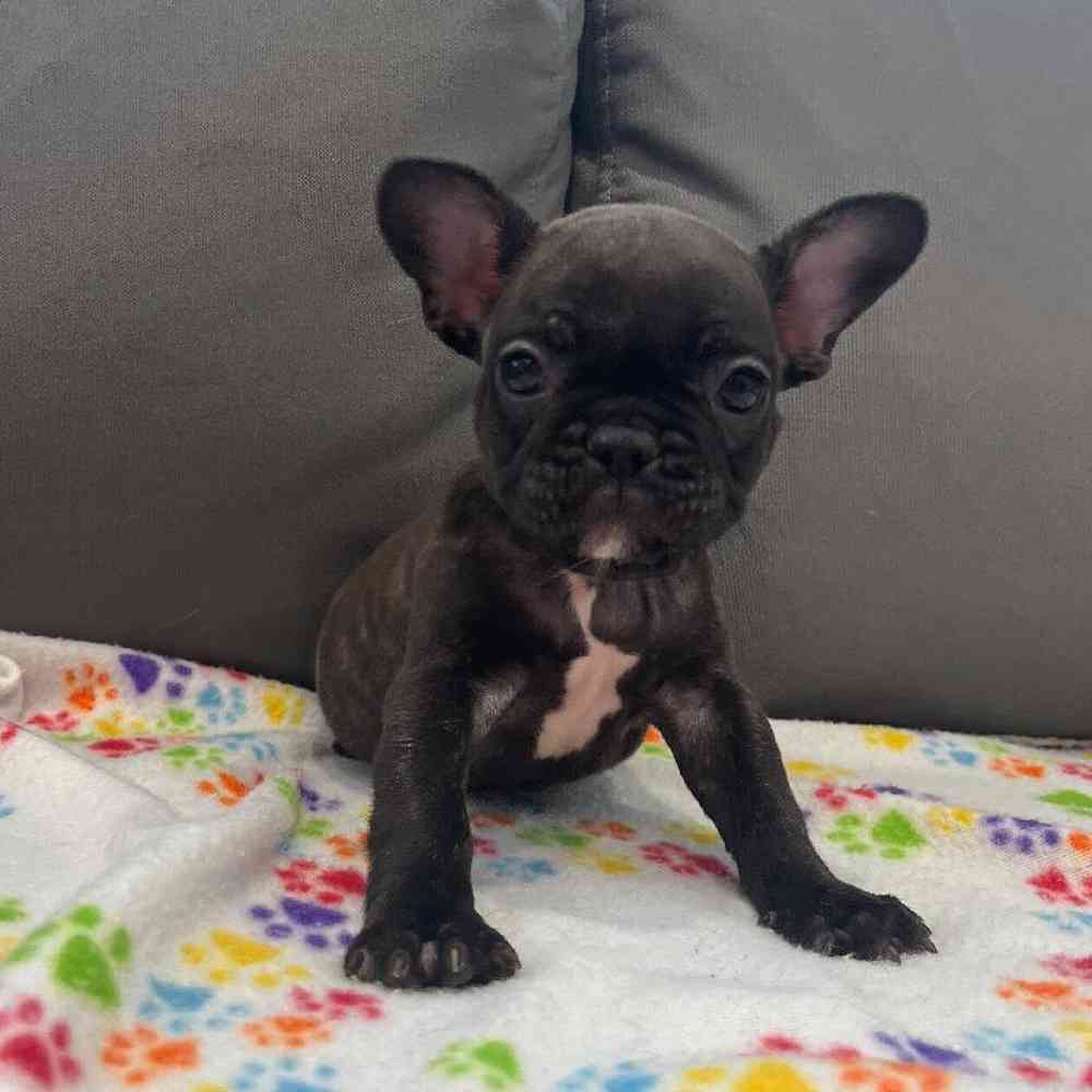 Female French Bulldog Puppy for Sale in Charlotte, NC