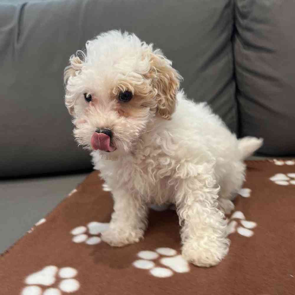 Male Maltipoo Puppy for Sale in Charlotte, NC