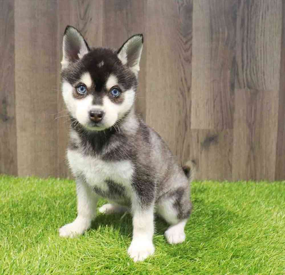 Alaskan Klee Kai image