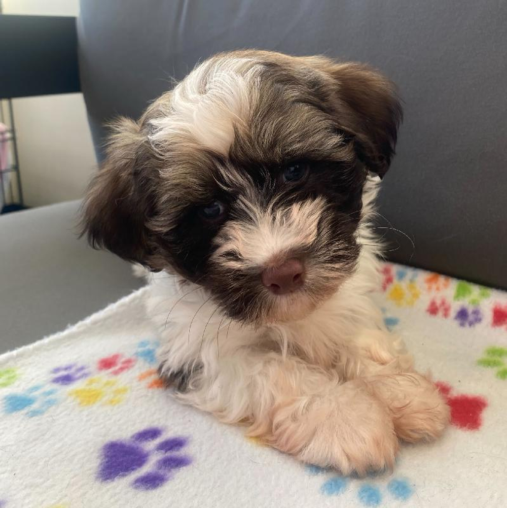 Male Havanese Puppy for Sale in Charlotte, NC