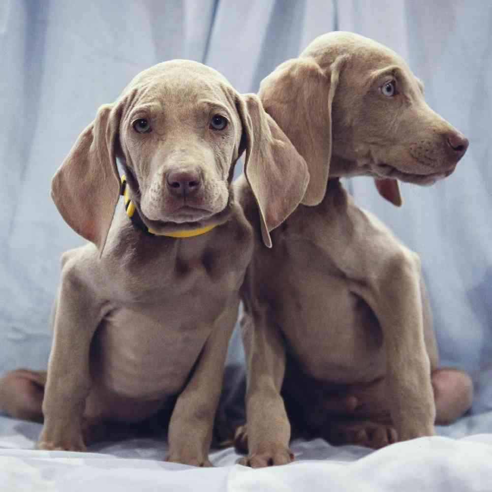 Weimaraner Puppies for Sale