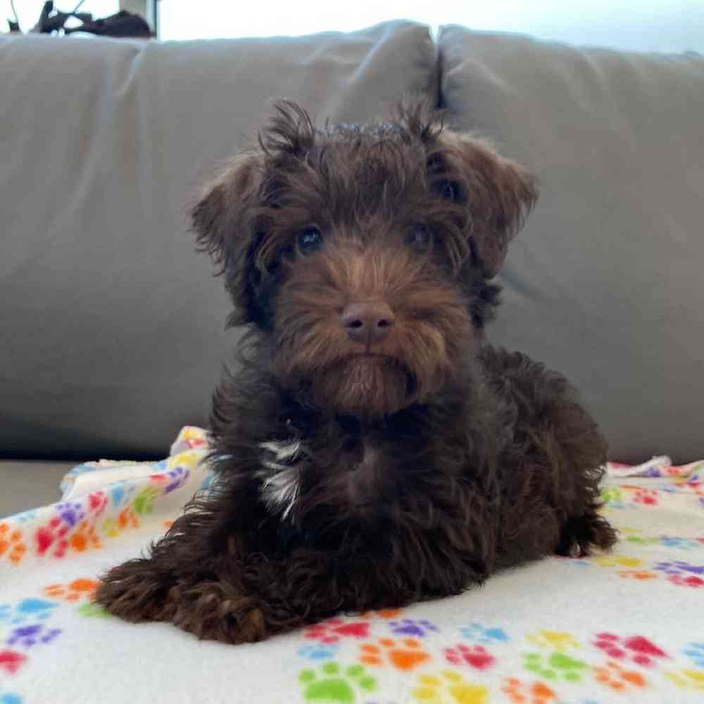 Male Schnoodle Puppy for Sale in Charlotte, NC