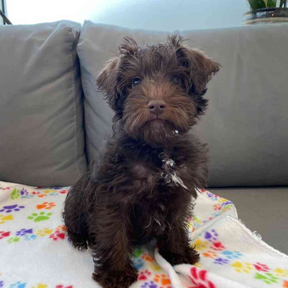 Male Schnoodle Puppy for Sale in Charlotte, NC