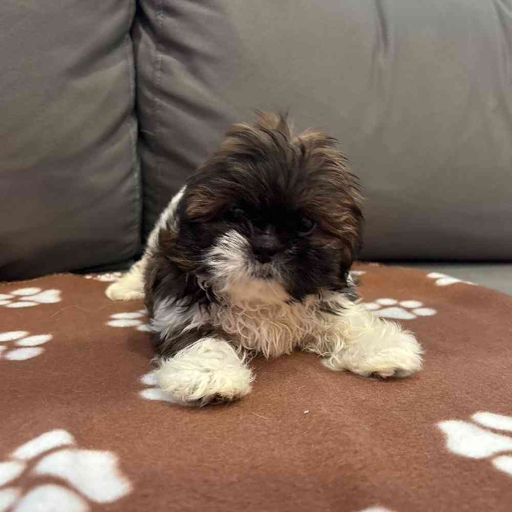 Female Shih Tzu Puppy for Sale in Charlotte, NC