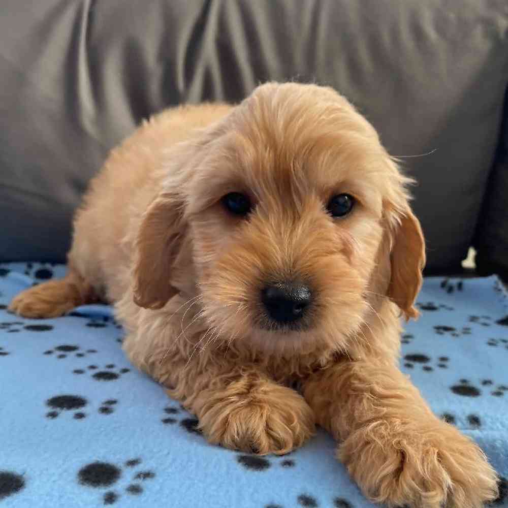 Male Mini Goldendoodle 2nd Gen Puppy for Sale in Charlotte, NC