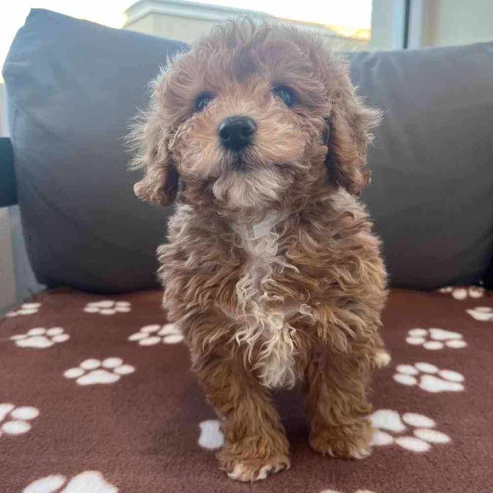 Female Cavapoo Puppy for Sale in Charlotte, NC