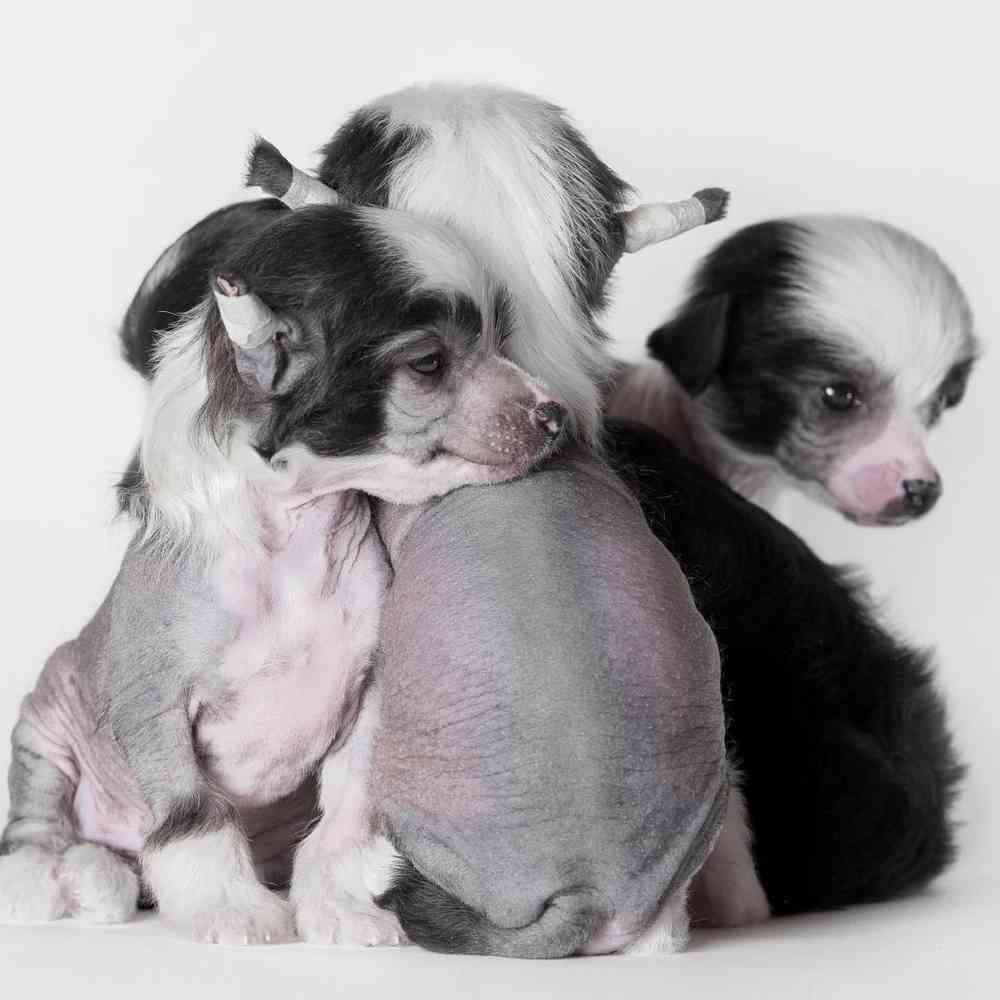 Chinese Crested Puppies for Sale