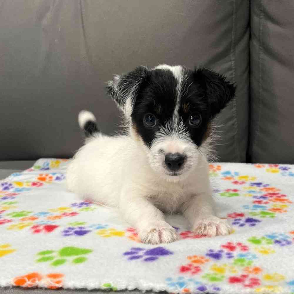 Male Jack Russell Terrier Puppy for Sale in Charlotte, NC