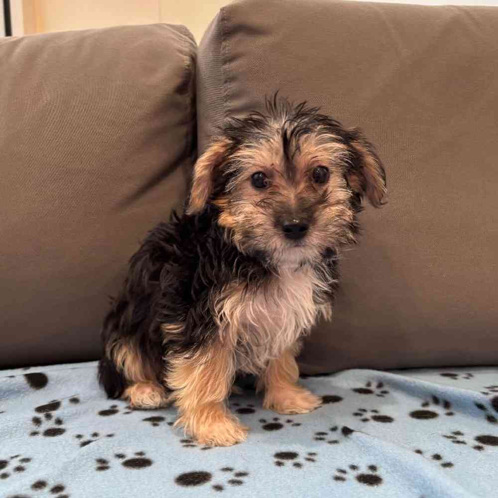 Male Morkie Puppy for Sale in Charlotte, NC