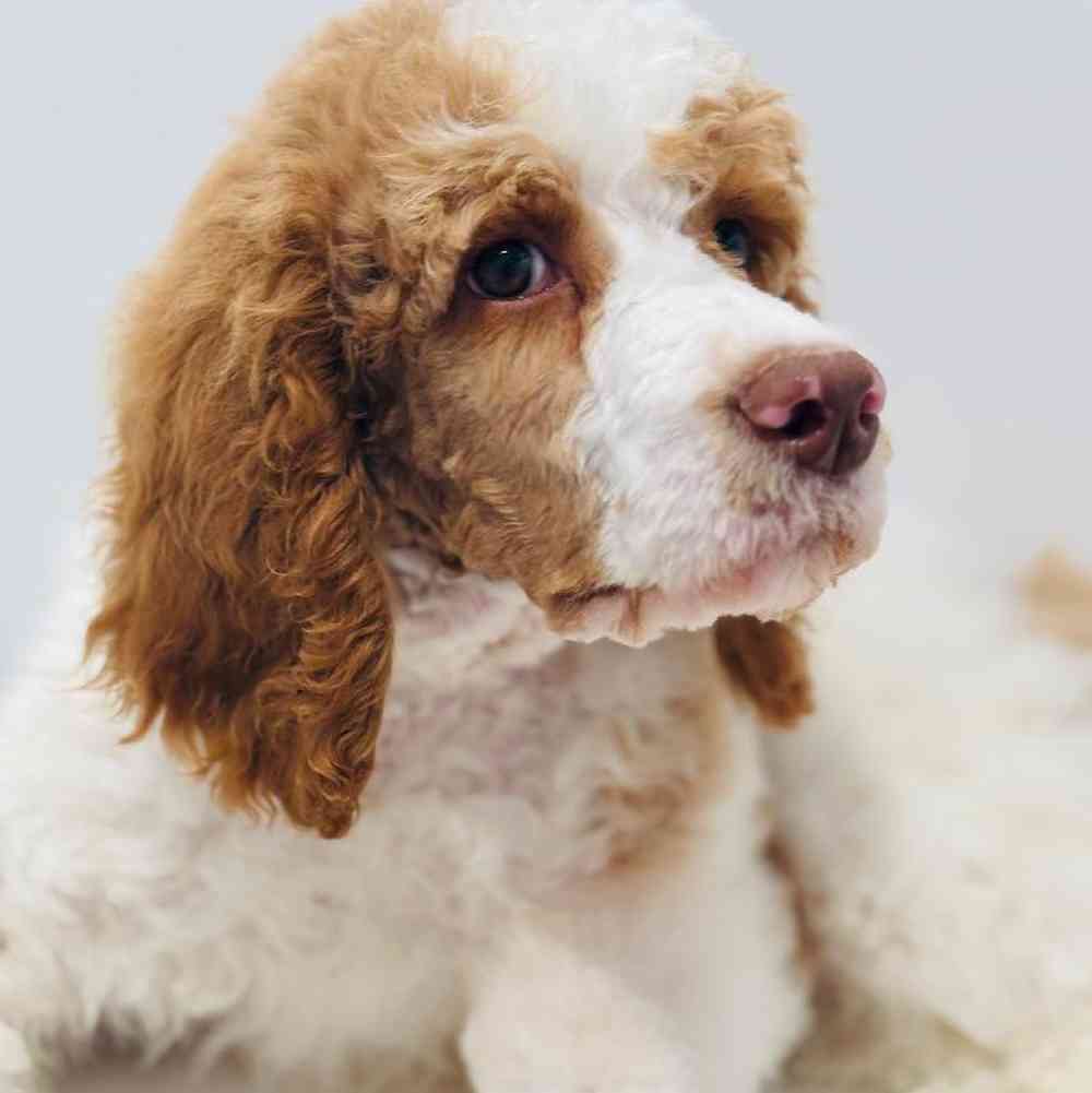 Male Poodle Puppy for Sale in Greensboro, NC