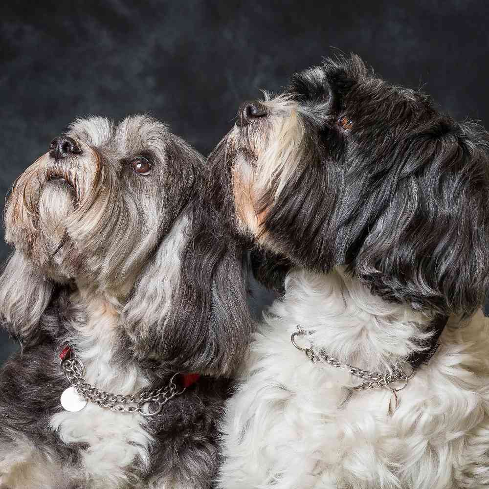 Tibetan Terrier Puppies for Sale