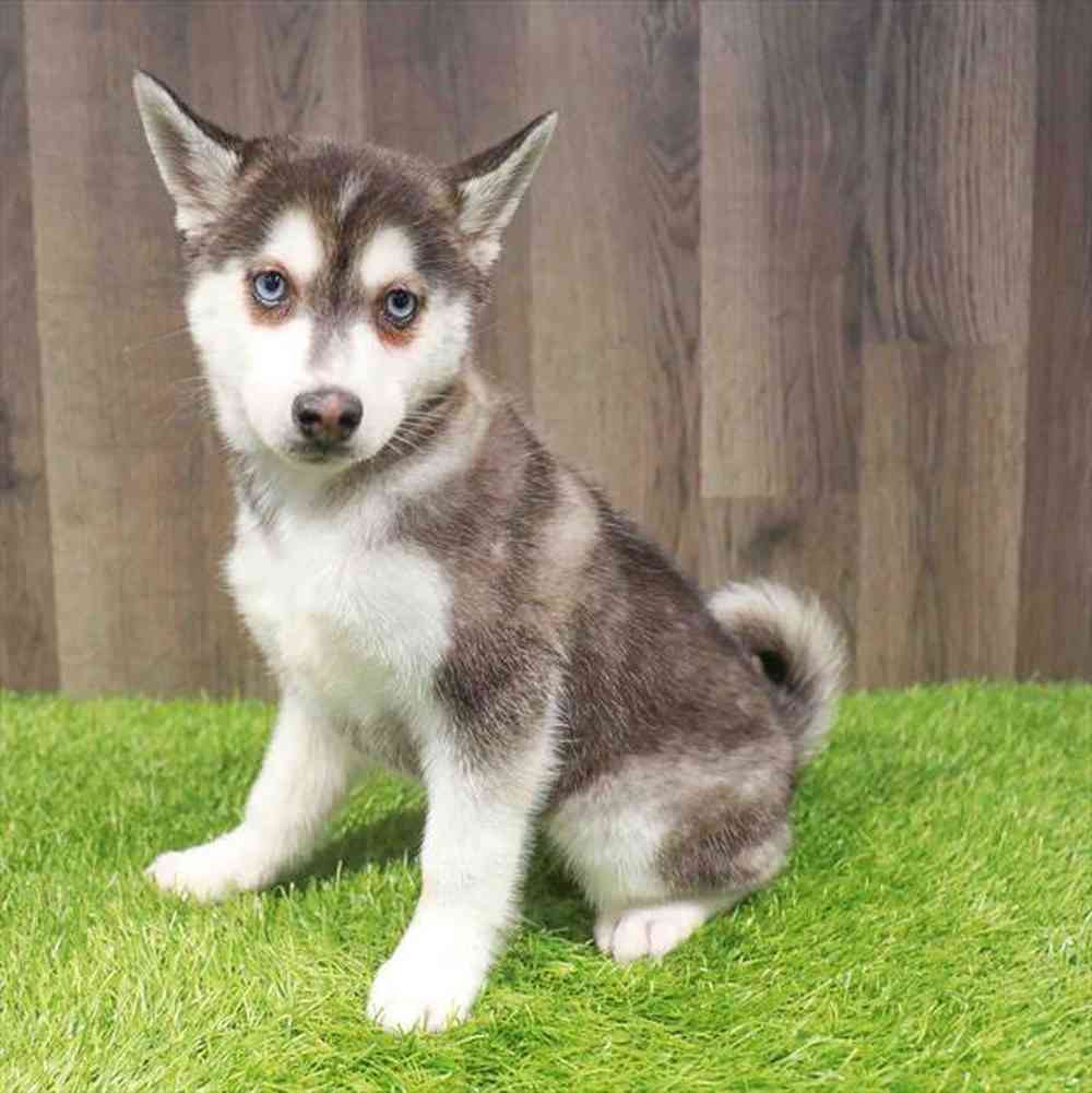 Alaskan Klee Kai image