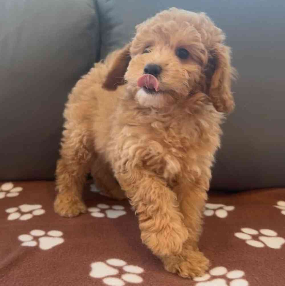 Male Poodle Puppy for Sale in Charlotte, NC