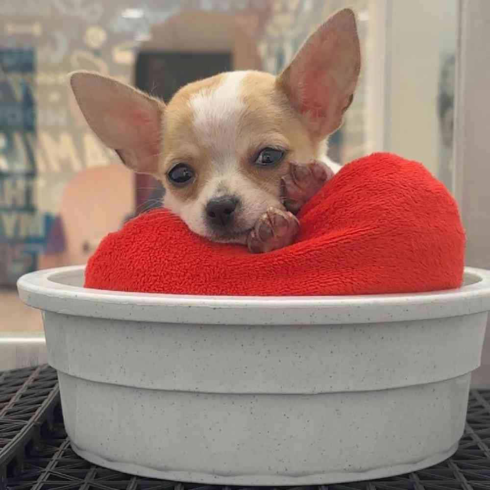 Female Chihuahua Puppy for Sale in Greensboro, NC