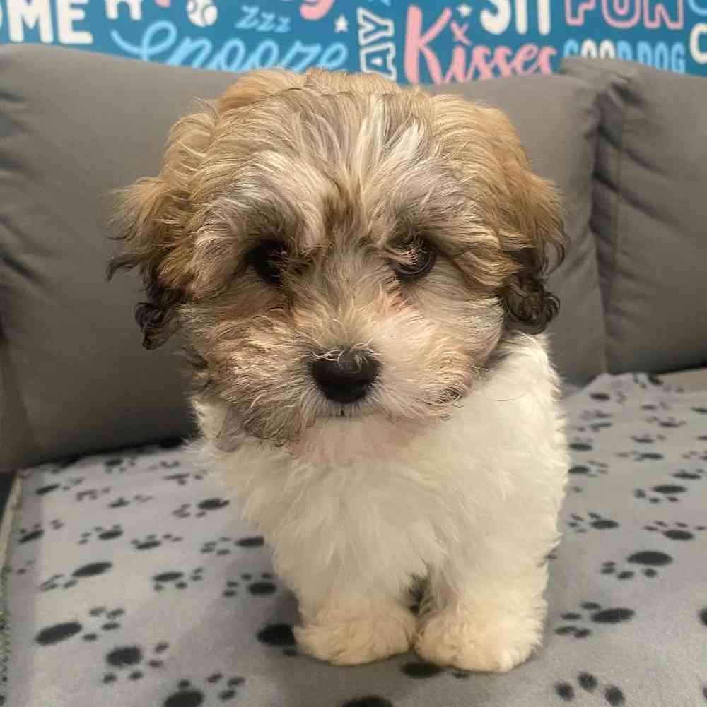 Male Bichapoo Puppy for Sale in Charlotte, NC