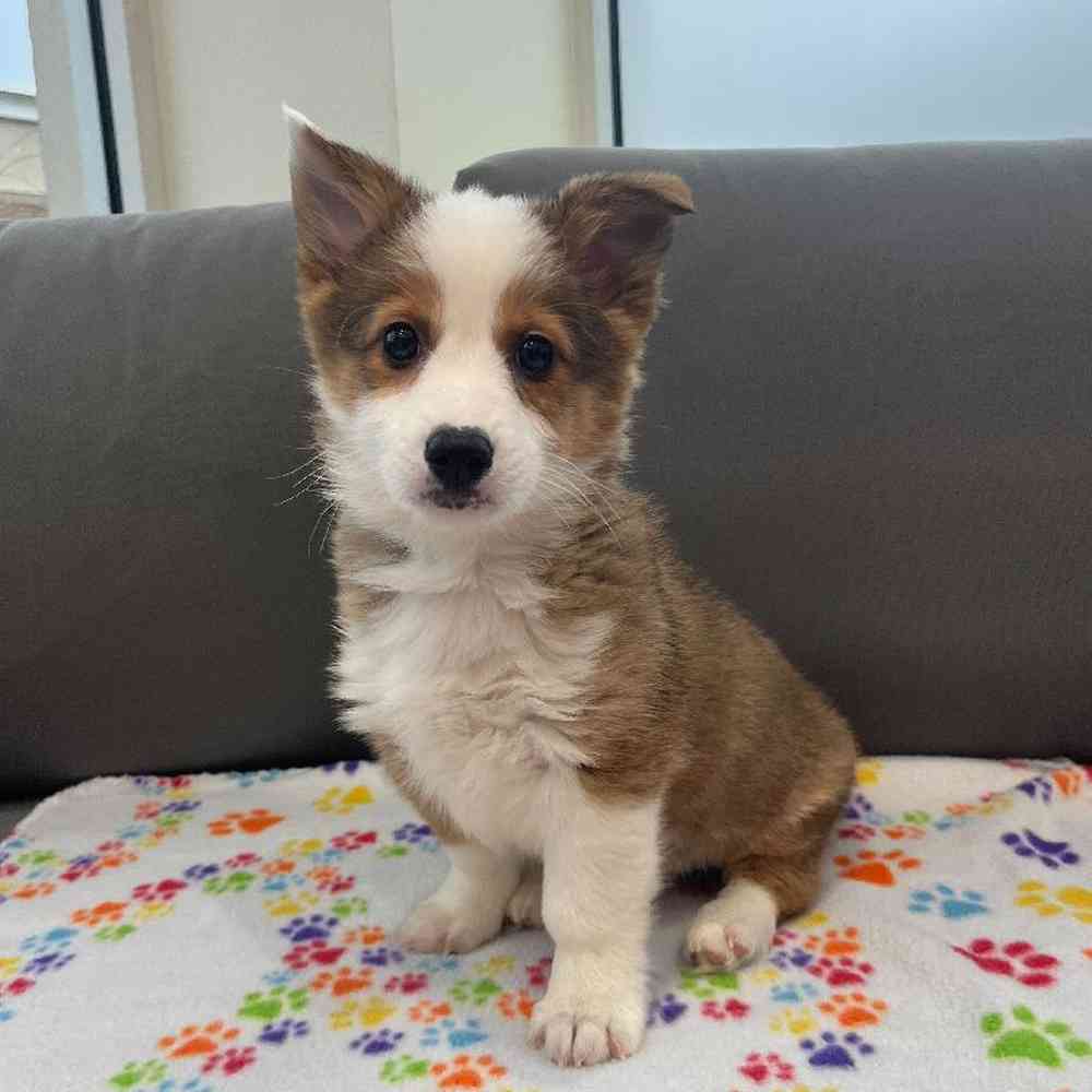 Male Pembroke Welsh Corgi Puppy for Sale in Charlotte, NC