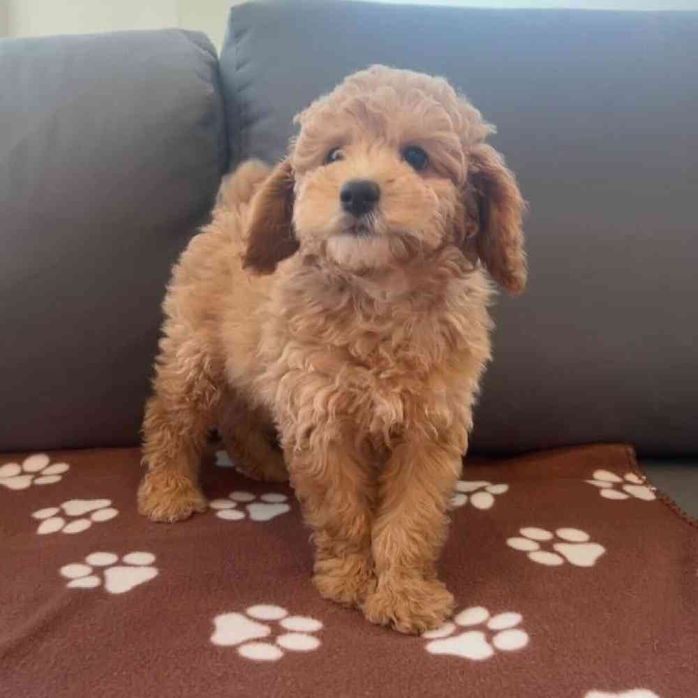 Male Poodle Puppy for Sale in Charlotte, NC