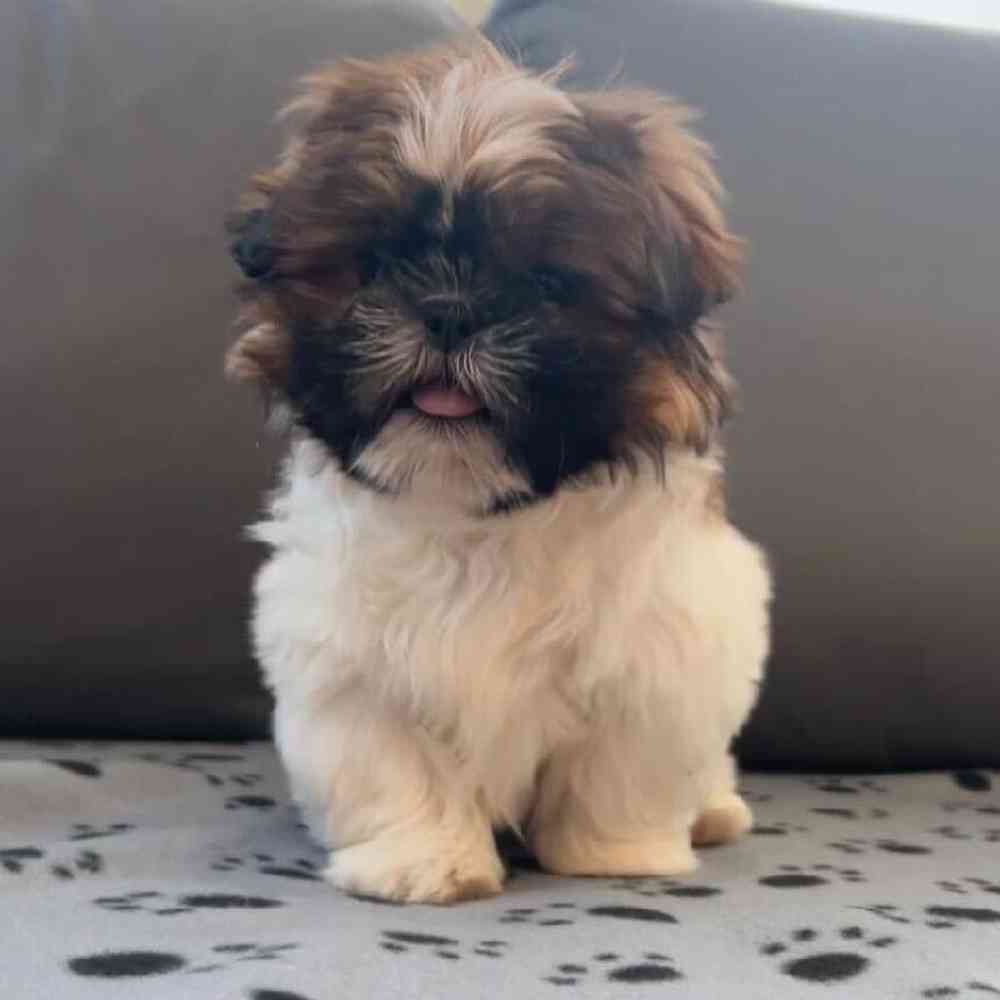 Male Teddy Bear Puppy for Sale in Charlotte, NC