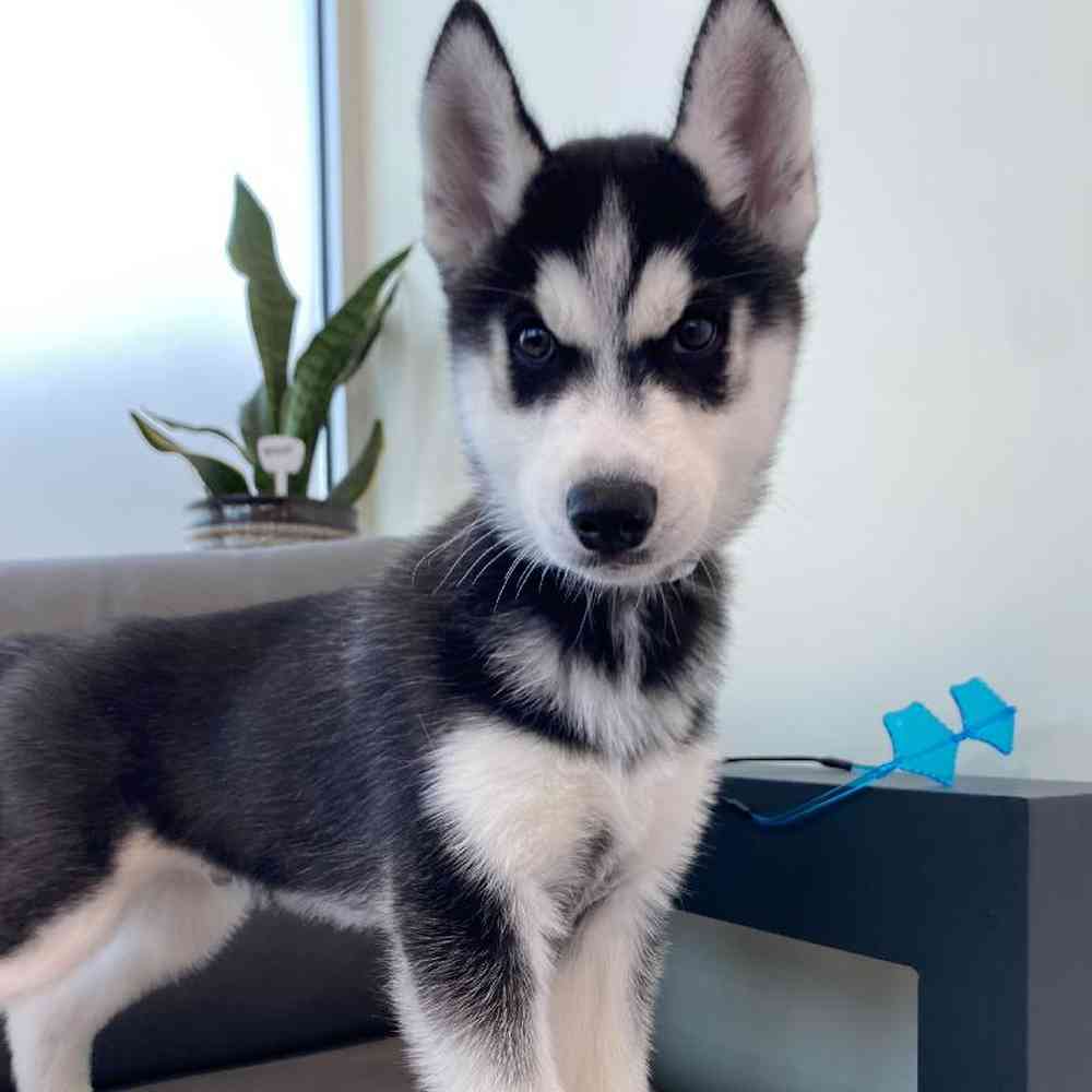 Male Siberian Husky Puppy for Sale in Charlotte, NC