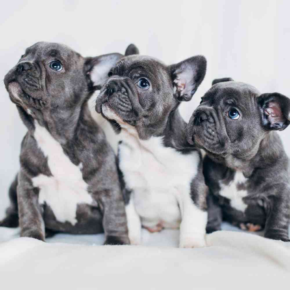 French Bulldog image