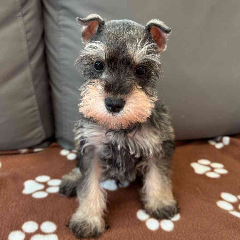 Male Mini Schnauzer Puppy for Sale in Charlotte, NC