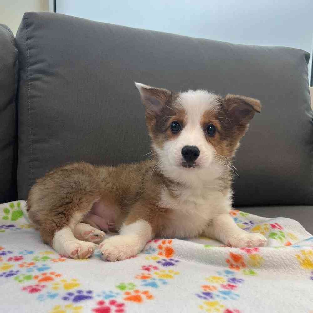 Male Pembroke Welsh Corgi Puppy for Sale in Charlotte, NC