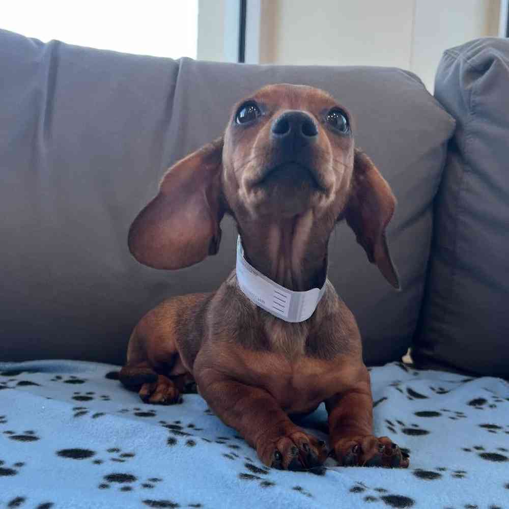 Female Dachshund Puppy for Sale in Charlotte, NC